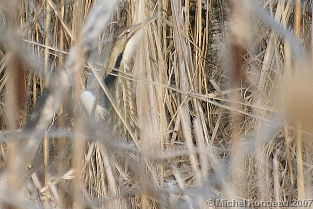img_3280C.jpg