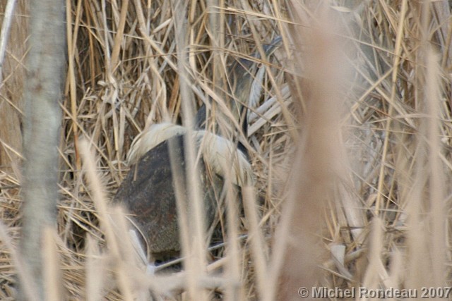 img_3281C.jpg