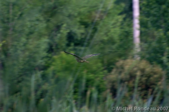img_3943M.jpg
