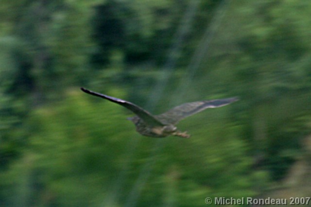 img_3943n.jpg