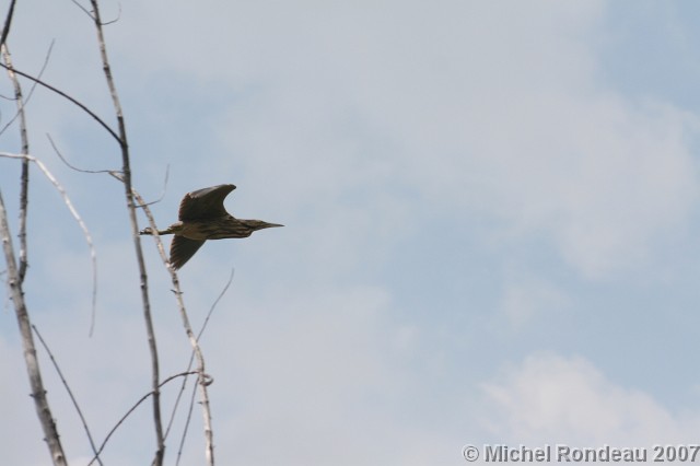 img_4425M.jpg