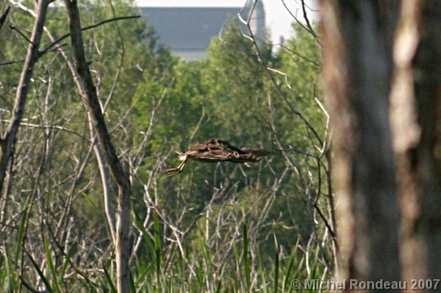 img_4484N.jpg