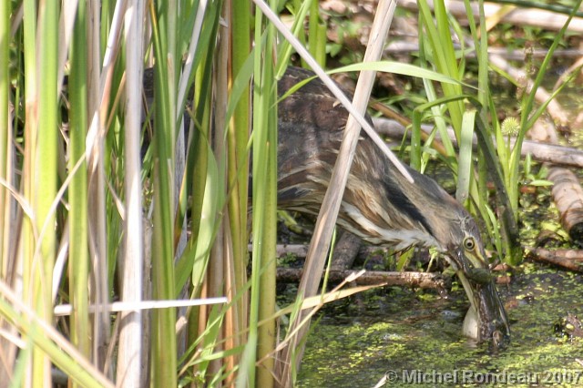 img_8745C.jpg