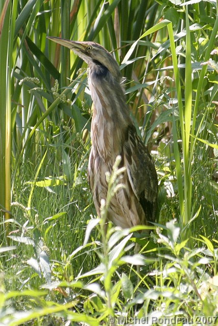 img_8790V.jpg