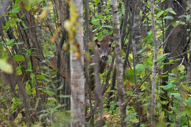 img_2190C.jpg - 2006-10-01