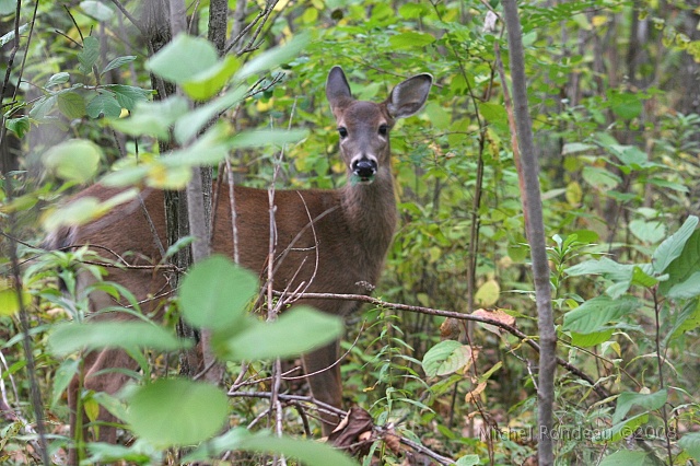img_2202C.jpg - Il est parti par là | He's gone that way