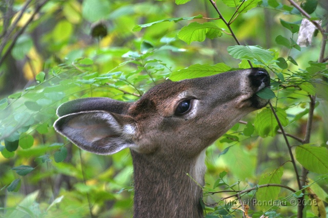 img_2204S.jpg - À 4 mètres | At about 15 feet