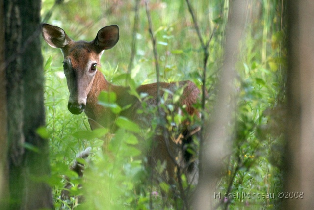 img_2957C1.jpg - 2006-06-24 Biche avec faon (trouvez-le) | Doe with Fawn (find it)