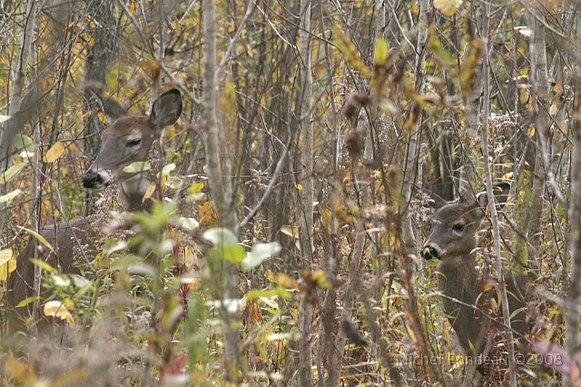 img_3005C.jpg - Biche avec faon | Doe with Fawn
