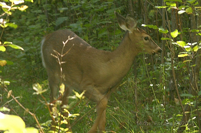 img_3117C.jpg - 2007-10-04 Dans le parc | Right in the park