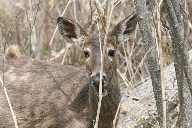 img_4113C.jpg - 2008-05-06 Cerf du printemps | Spring deer
