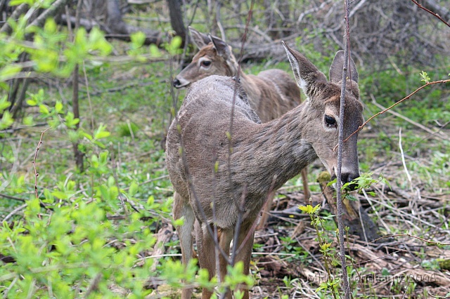 img_4120C.jpg - Ils muent | They are moulting