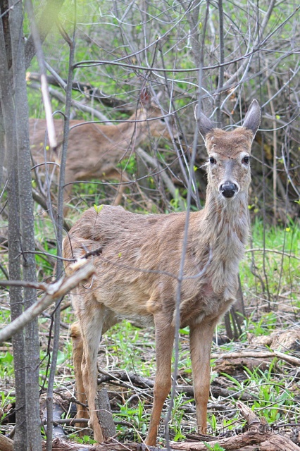 img_4127C.jpg - Le mâle passe en arrière | The buck deer passes behind