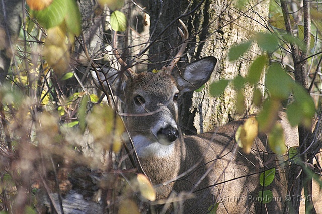 img_4571C.jpg - Un beau jeune mâle | A beautiful young buck