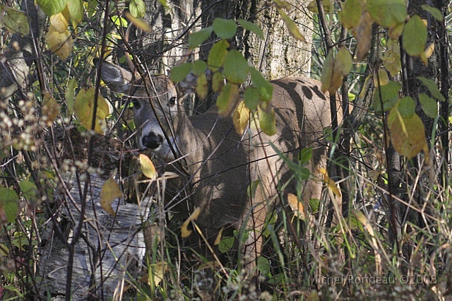 img_4573C.jpg - Curieux | Curious