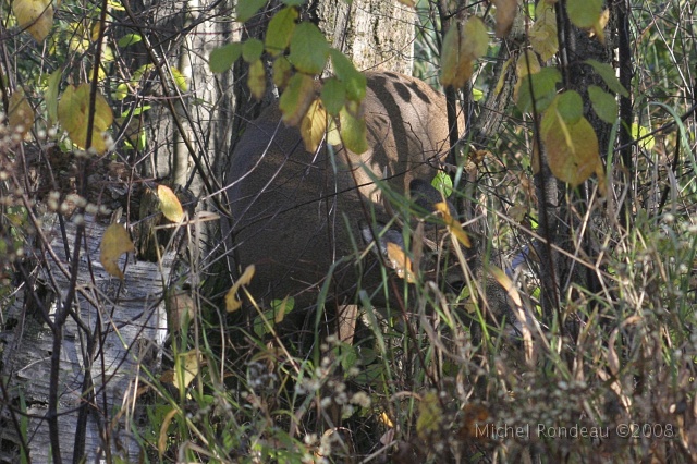 img_4575C.jpg - Continua à manger | Just kept on eating