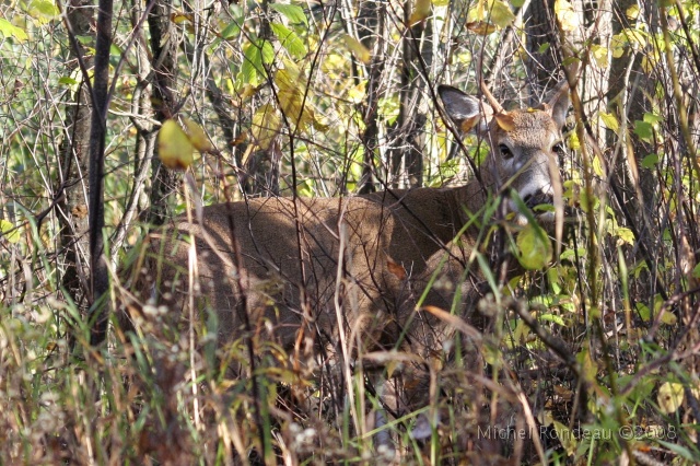 img_4579C.jpg - Reparti lentement | Went off very slowly