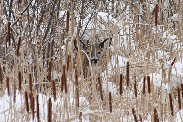 img_6688S.jpg - Il s'est arrêté plus loing | He then stopped a bit further