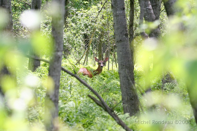img_9262S.jpg - 2008-06-30 Cerf d'été | Summer deer 
