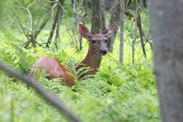 img_9266C.jpg - Elle écoute | She's listening