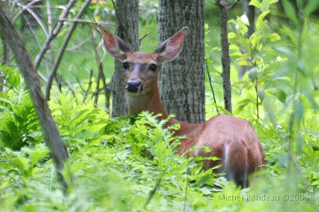 img_9270C.jpg - Elle me voie mais ne me sent pas | She sees me but cant smell me