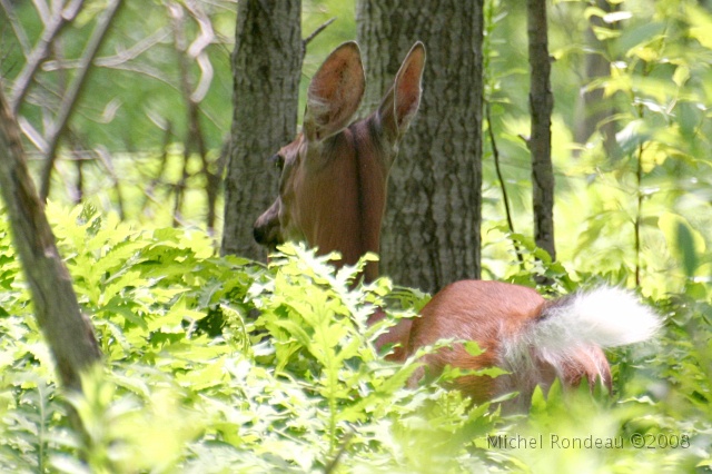 img_9275C.jpg - Elle repart | Then she goes