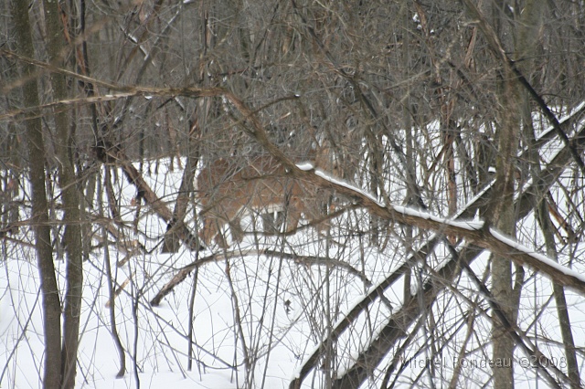 img_9377S.jpg - 2008-02-10 J'ai aperçu quelque chose à ma gauche | Saw something on my left