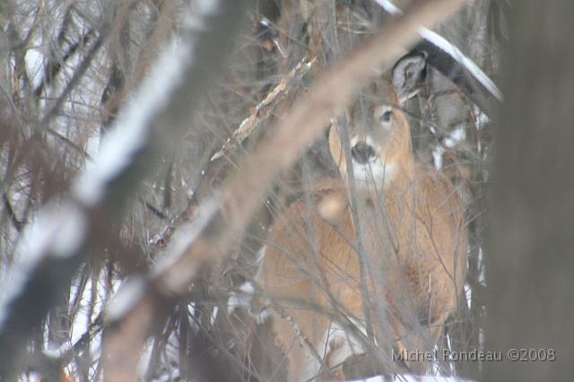 img_9380C.jpg - Il vient lentement | He's slowly coming