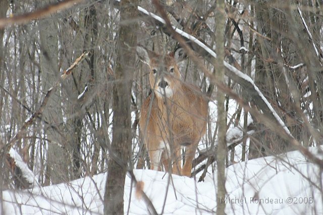 img_9382C.jpg - Il suit son sentier | He's following his trail