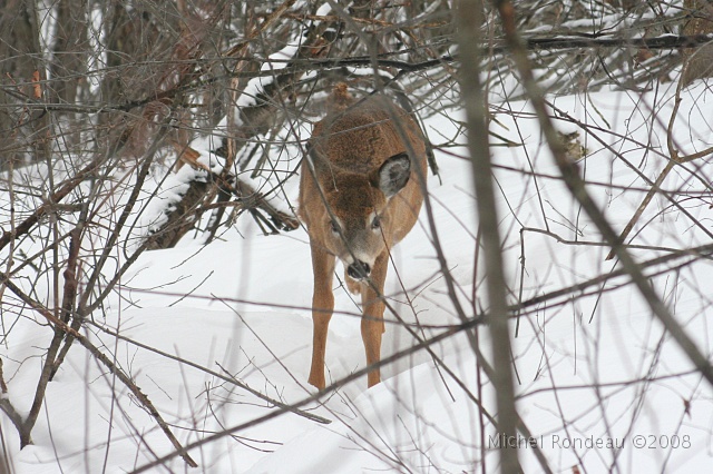 img_9391C.jpg - Ilavance vers moi | Still coming towards me