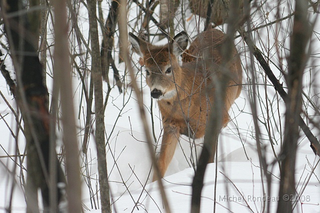 img_9394C.jpg - Il est a 20 pieds | At 20 feet