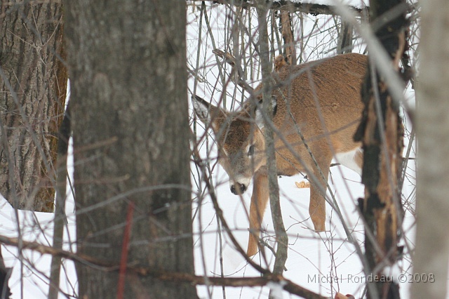 img_9397C.jpg - Ne sais pas | Does'nt know