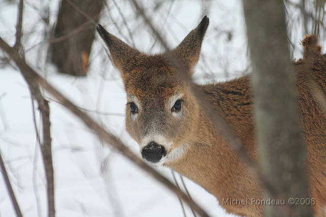 img_9400S.jpg - Arrête et me regarde | Stops and stares at me