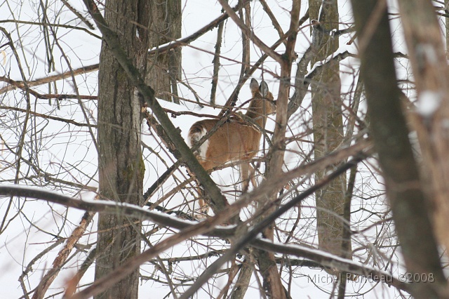 img_9405C.jpg - Et poursuit son chemin | And goes on his way