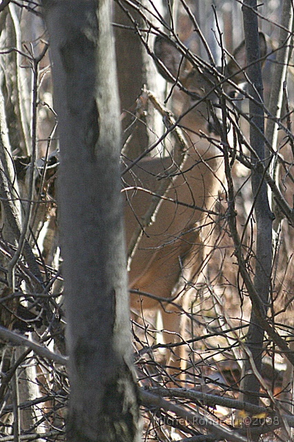img_9485V.jpg - 2008-11-02 Cerf d'autome | Autumn deer