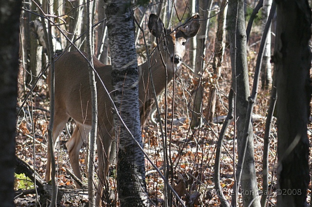 img_9503C.jpg - La femelle à ma gauche | The doe on my left