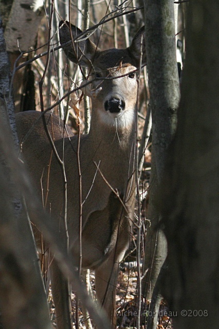 img_9505V.jpg - Elle me regarde | She watches me