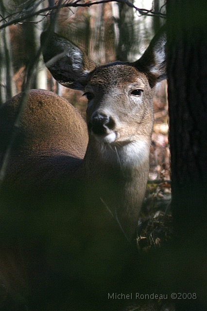 img_9515V.jpg - Belle | Beautiful