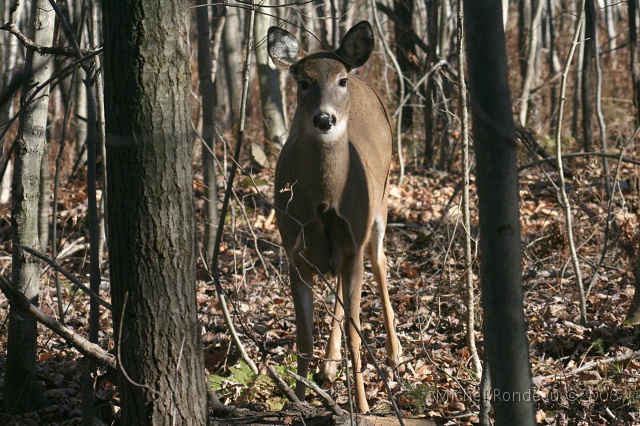 img_9516C.jpg - Je me déplace lentement | I move very slowly
