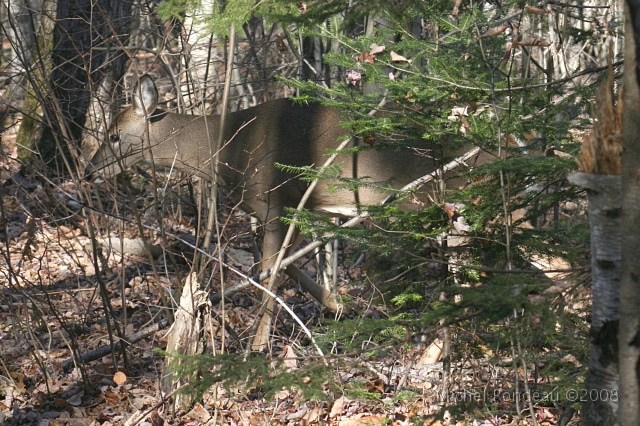 img_9523C.jpg - Elle va traversée devant moi | She's going to cross the trail