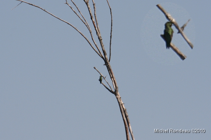 img_3223D.jpg - 23-05-2010 Les colibris vus ailleurs | Hummers in the wild