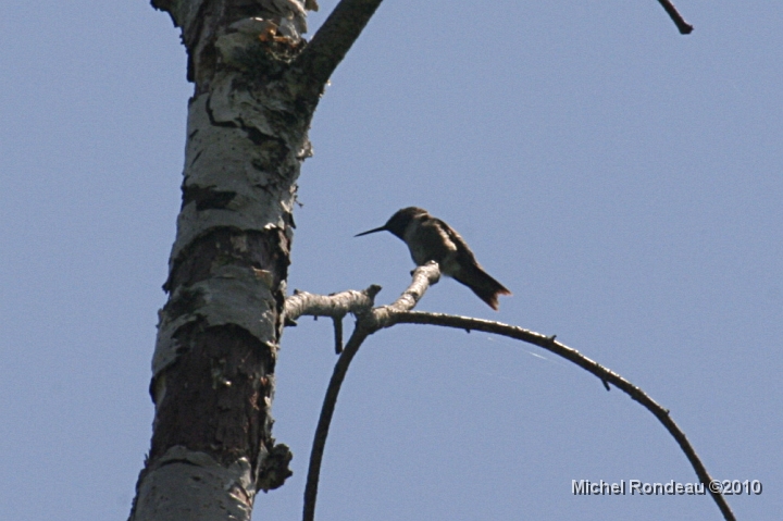 img_4919C.jpg - 15-06-2010 Colibri au marais | Hummer at the Marsh