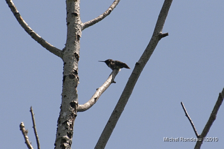 img_5128C.jpg - 17-06-2010 Colibri au marais | Hummer at the Marsh