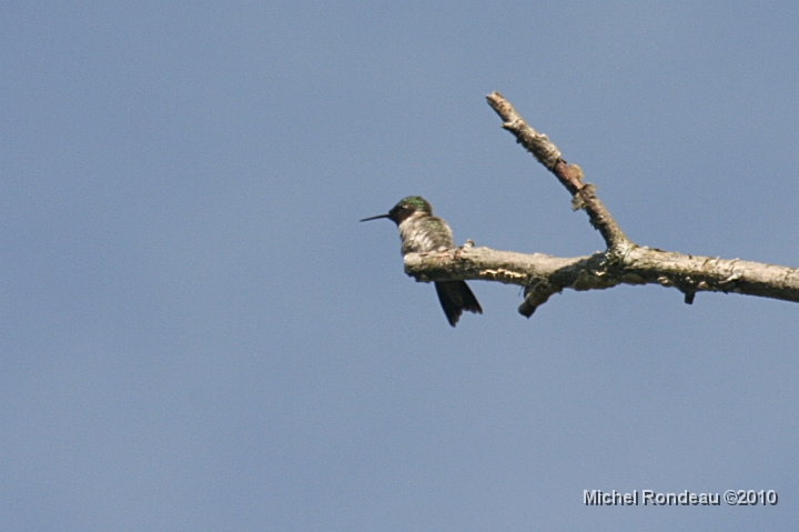 img_5321C.jpg - 18-06-2010 Colibri au marais | Hummer at the Marsh