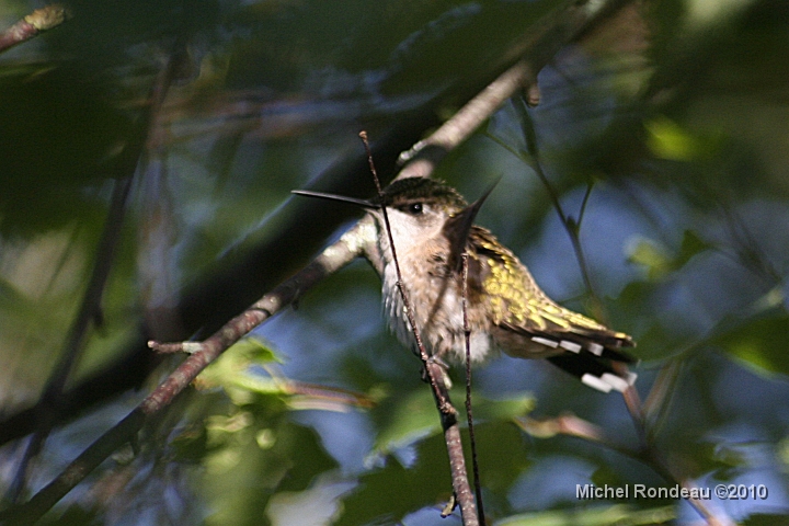 img_7505C.jpg - 30-07-2010 Colibri au Marais | Hummer at the Marsh