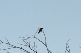 img_6005C