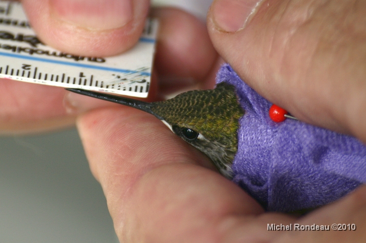 img_2450C.jpg - Mesure le bec | Beak measuring