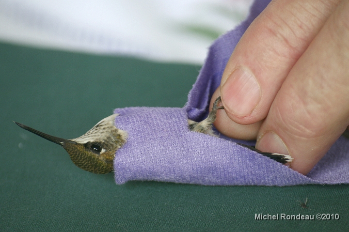 img_2526C.jpg - Preparatif pour la bague | Gettin ready for banding