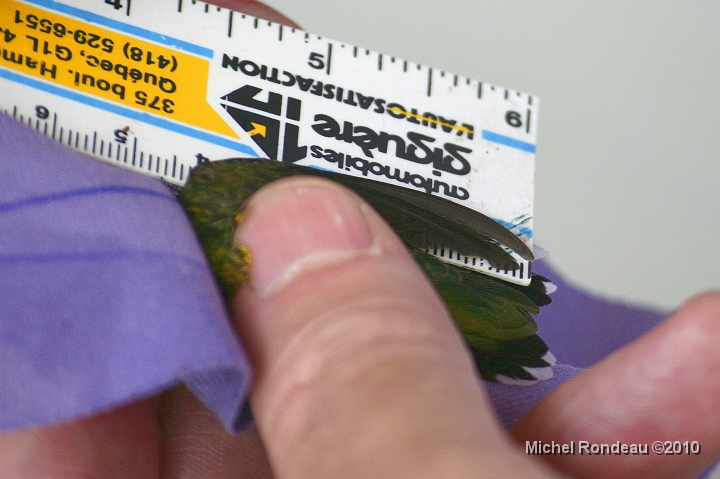 img_2531C.jpg - Mesure des ailes | Wing lenght measuring