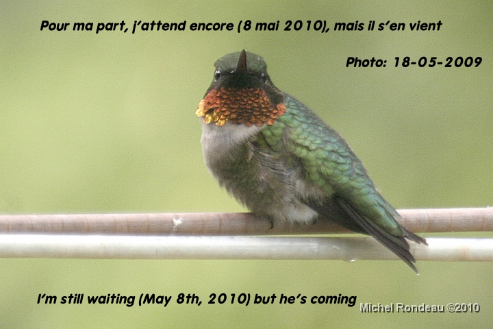 img_0239d.jpg - Veux-tu bien t'en venir | Will you hurry home :-)
